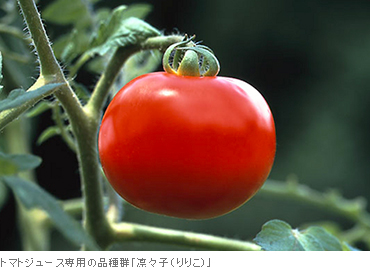 トマトジュース専用の品種群「凛々子（りりこ）」