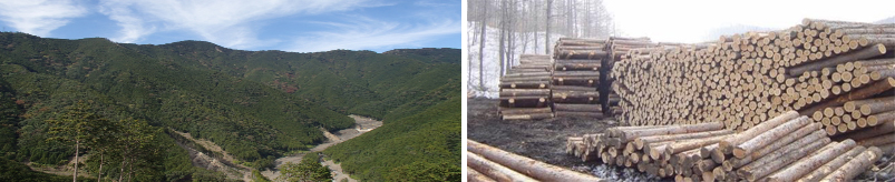 図2：社有林（三戸山林）（左）と社有林から生産される木材（右）