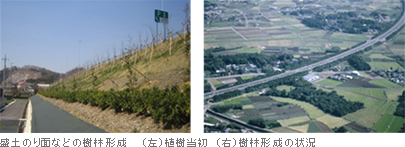 盛土のり面などの樹林形成 (左)植樹当初(右)樹林形成の状況