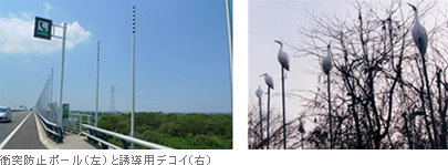 衝突防止ポール(左)と誘導用デコイ(右)