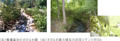 (左)整備直後のホタル水路 (右)ホタル水路の現在の状況とゲンジボタル