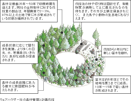 ウェアハウザー社の森林管理と計画伐採