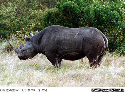  《絶滅の危機にある動物》クロサイ