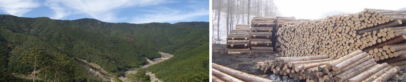 図2:社有林(三戸山林)(左)と社有林から生産される木材(右)