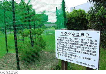 ヤクタネゴヨウ